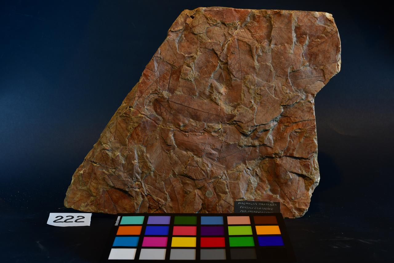 fossile (Magnolia fraterna, esemplare)