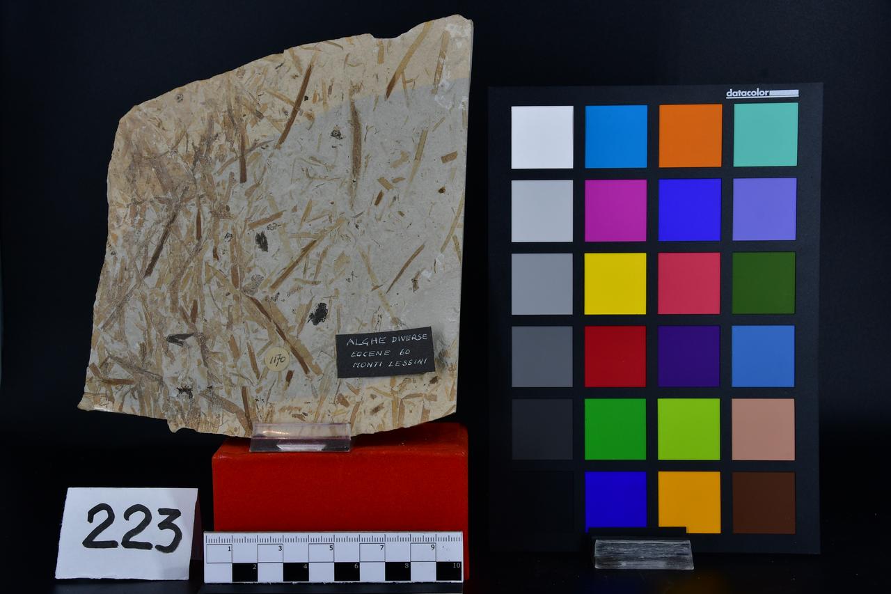 fossile (Lastra con alghe di specie differenti, associazione fossile)