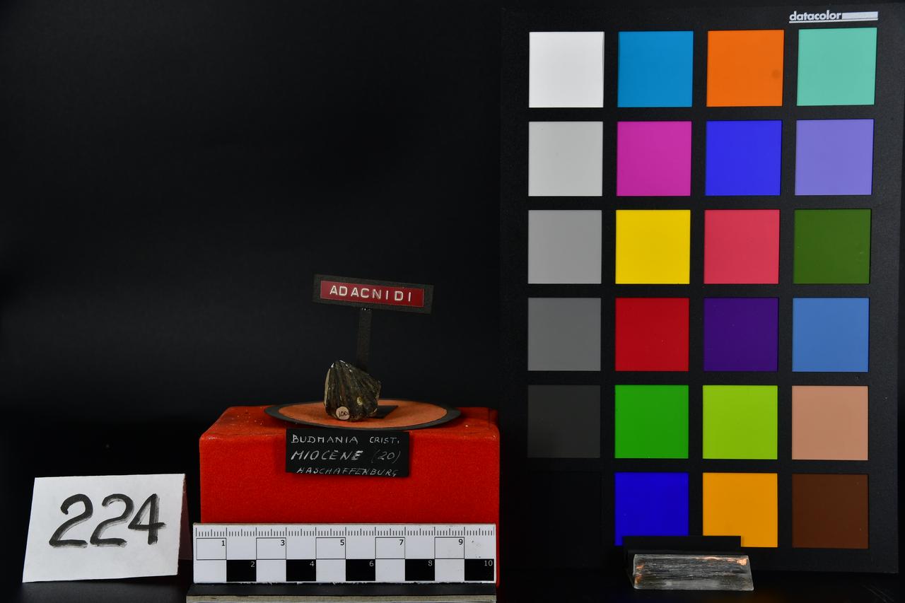 fossile (Budmania cristi, esemplare)