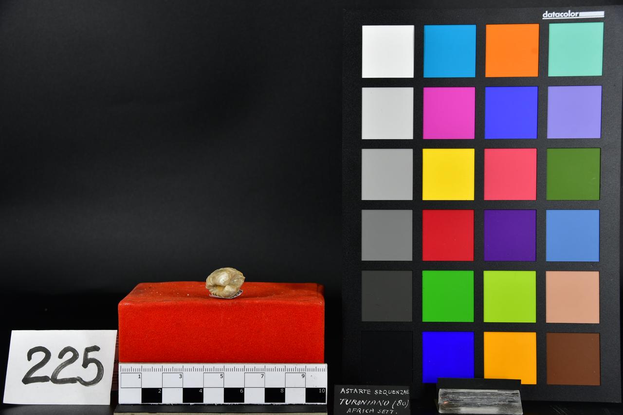 fossile (Astarte sequenzae, esemplare)