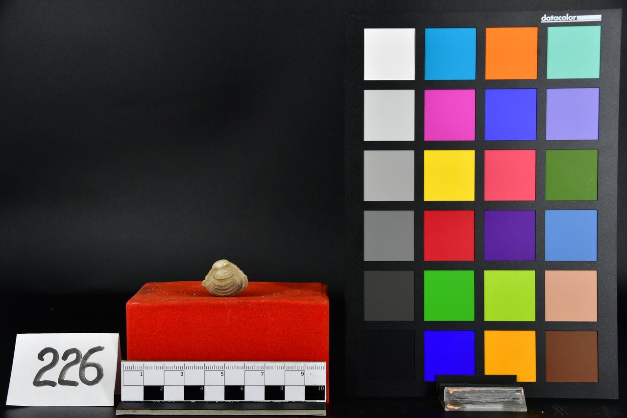 fossile (Astarte sequenzae, esemplare)