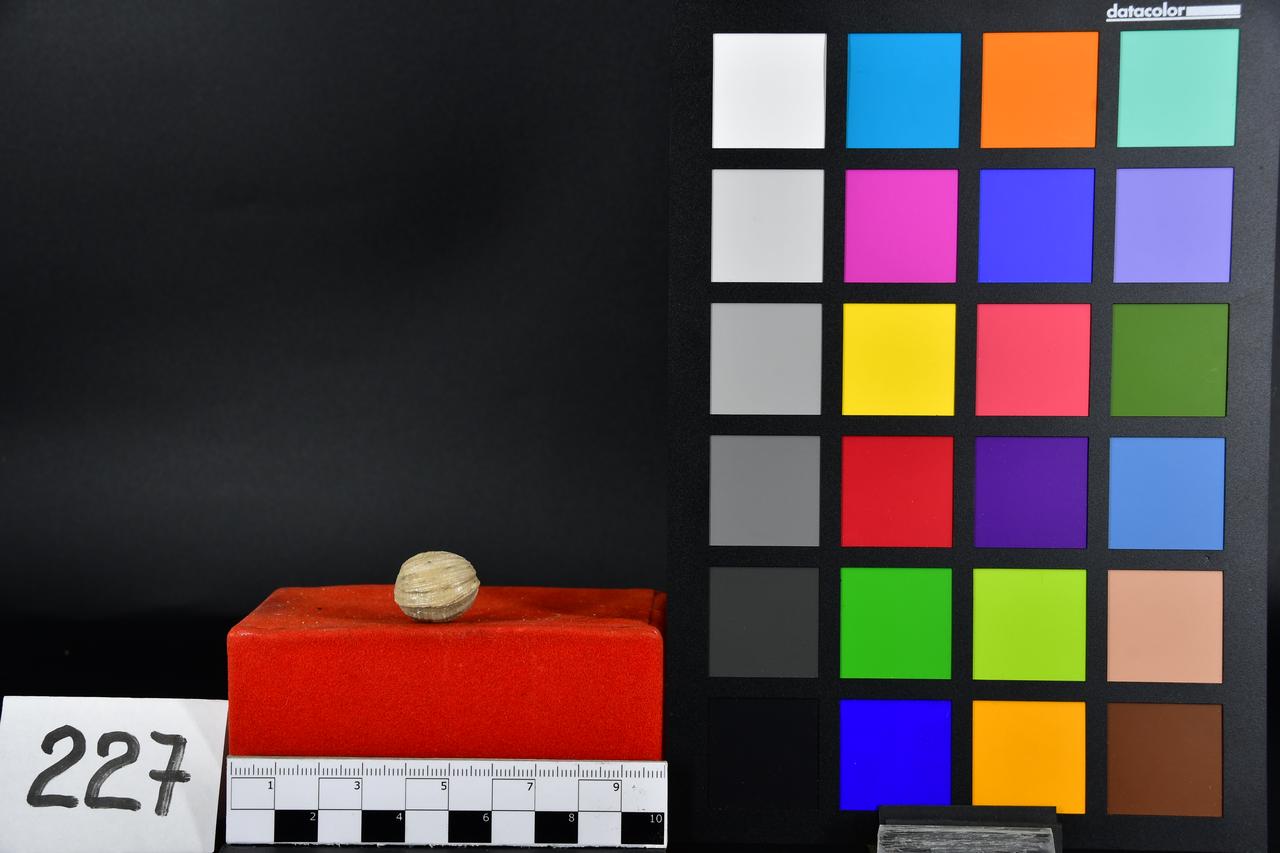 fossile (Astarte sequenzae, esemplare)