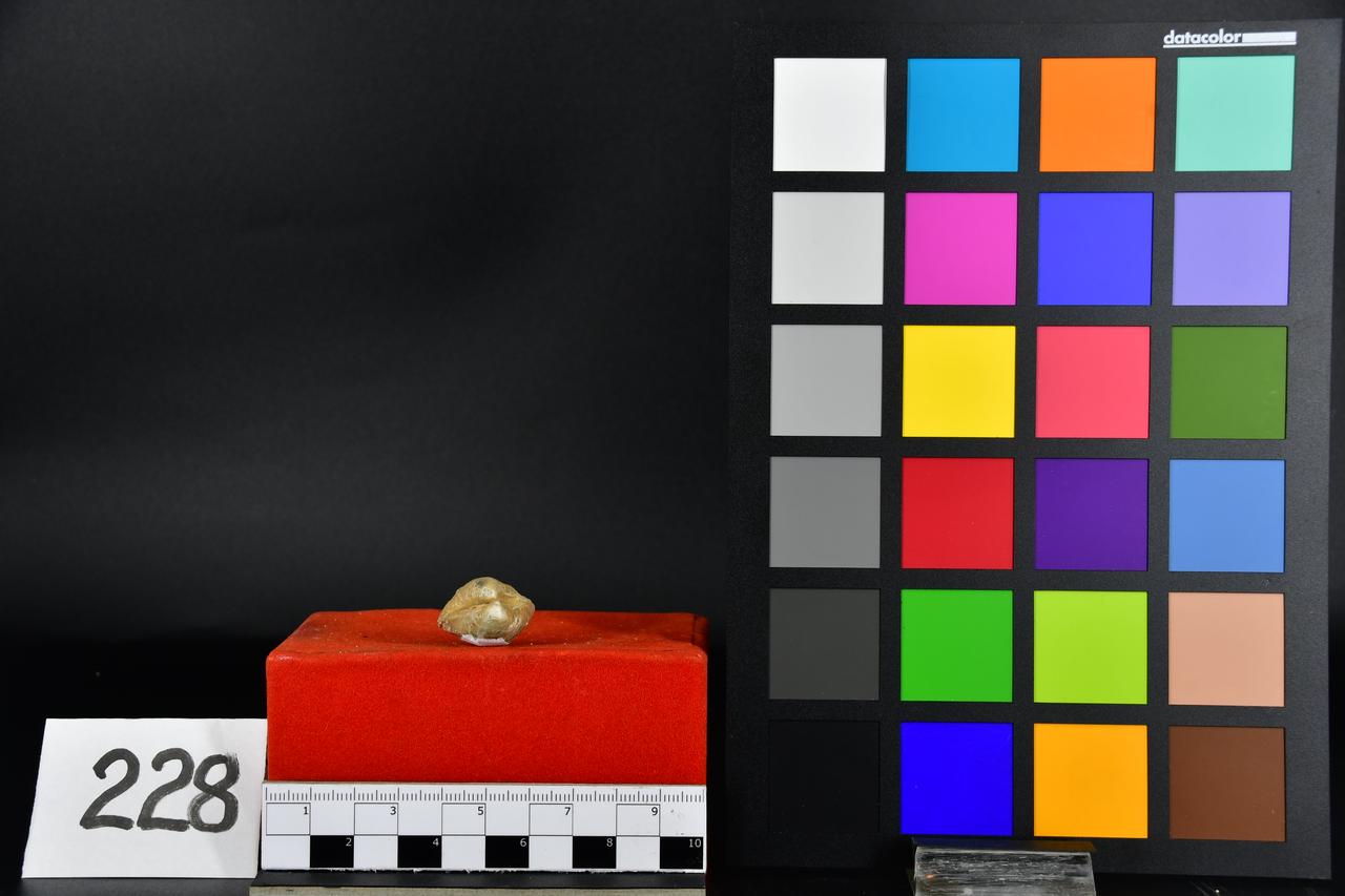 fossile (Astarte sequenzae, esemplare)