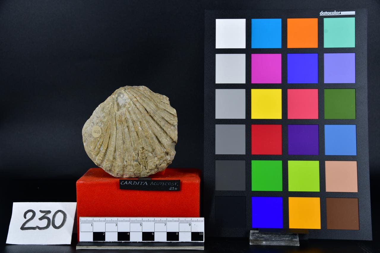 fossile (Cardita acuticostata, esemplare)