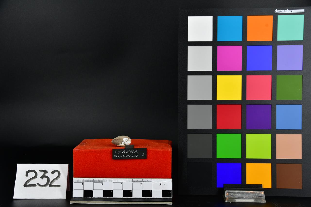 fossile (Cyrena fluminalis, esemplare)