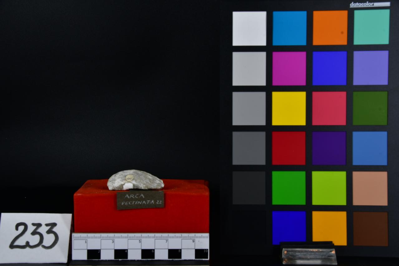 fossile (Arca pectinata, esemplare)