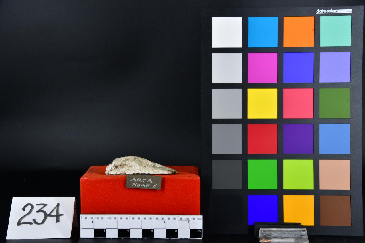 fossile (Arca noae, esemplare)