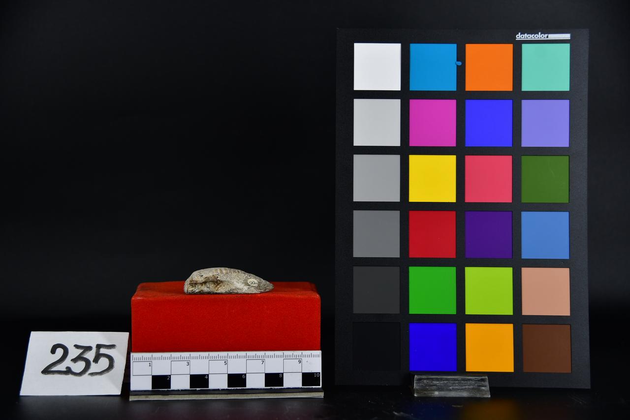 fossile (Arca noae, esemplare)