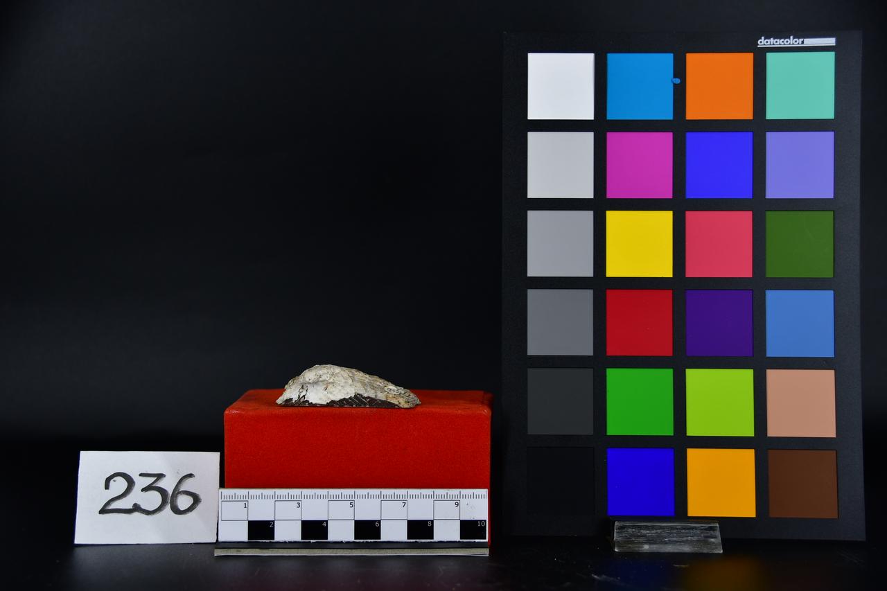 fossile (Arca noae, esemplare)