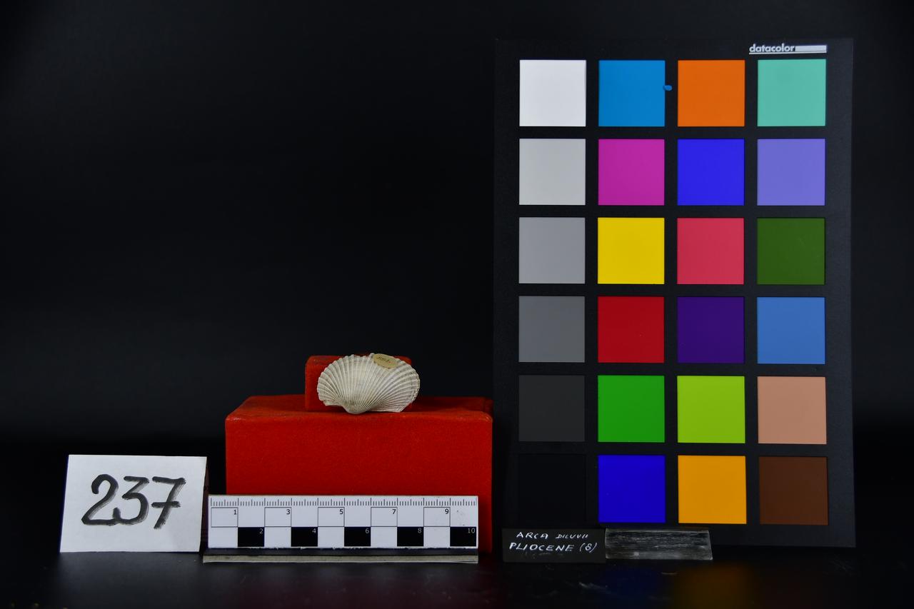 fossile (Arca diluvii, esemplare)