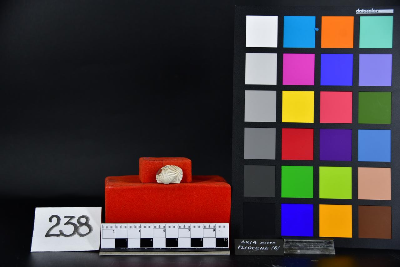 fossile (Arca diluvii, esemplare)