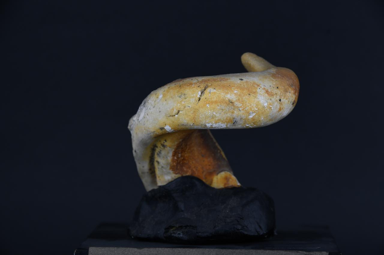 fossile (Cornucaprina carinata, esemplare)