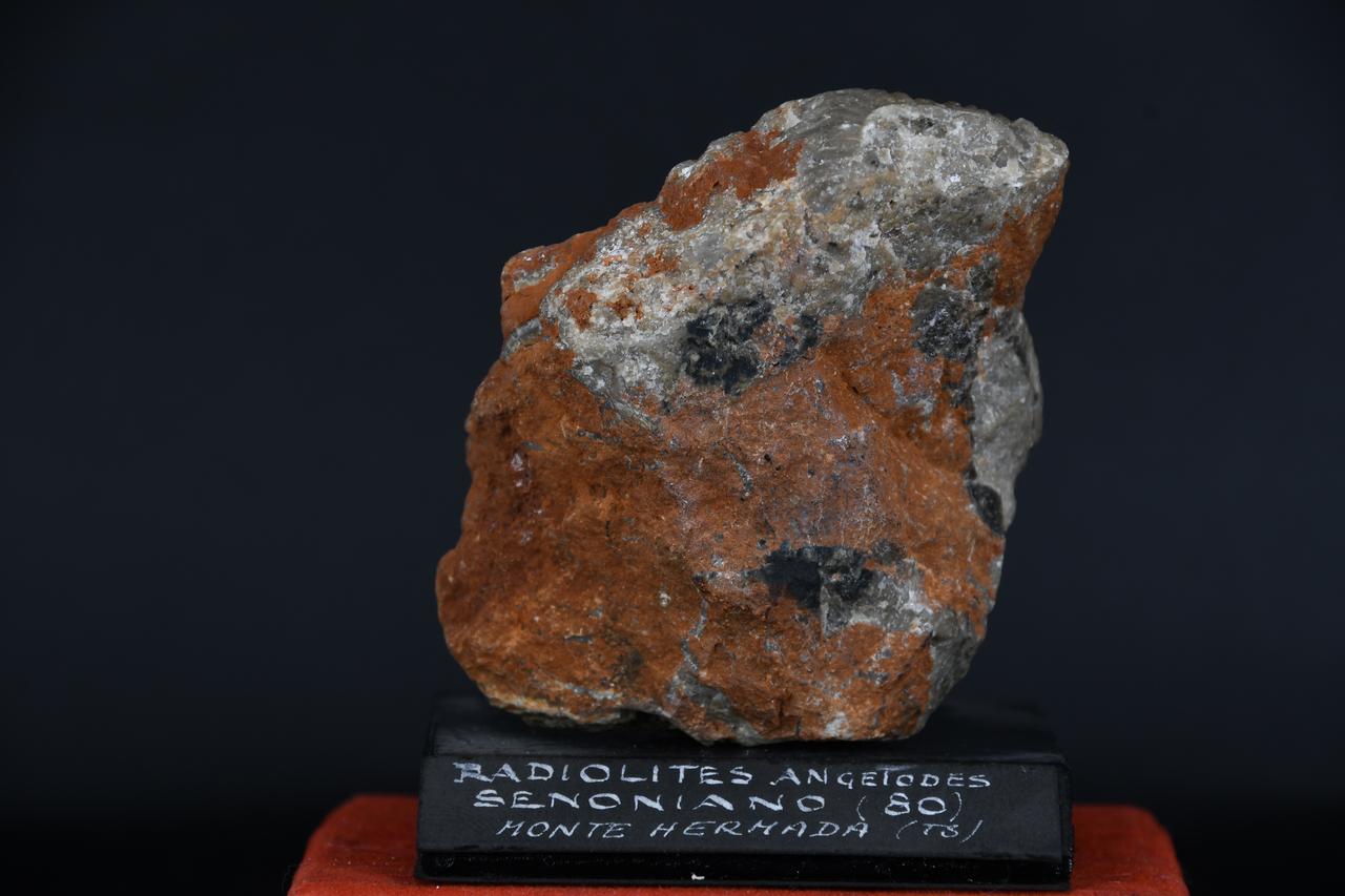 fossile (Radiolites angeiodes, esemplare)