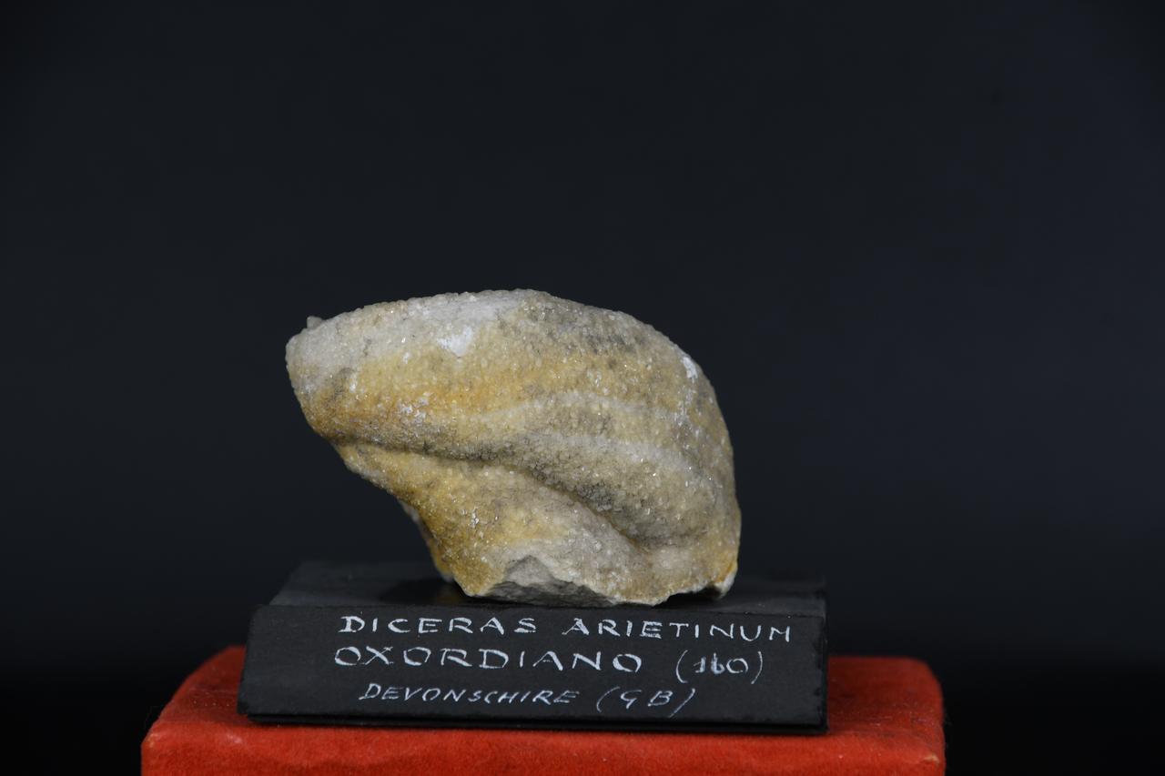 fossile (Diceras arietinum, esemplare)