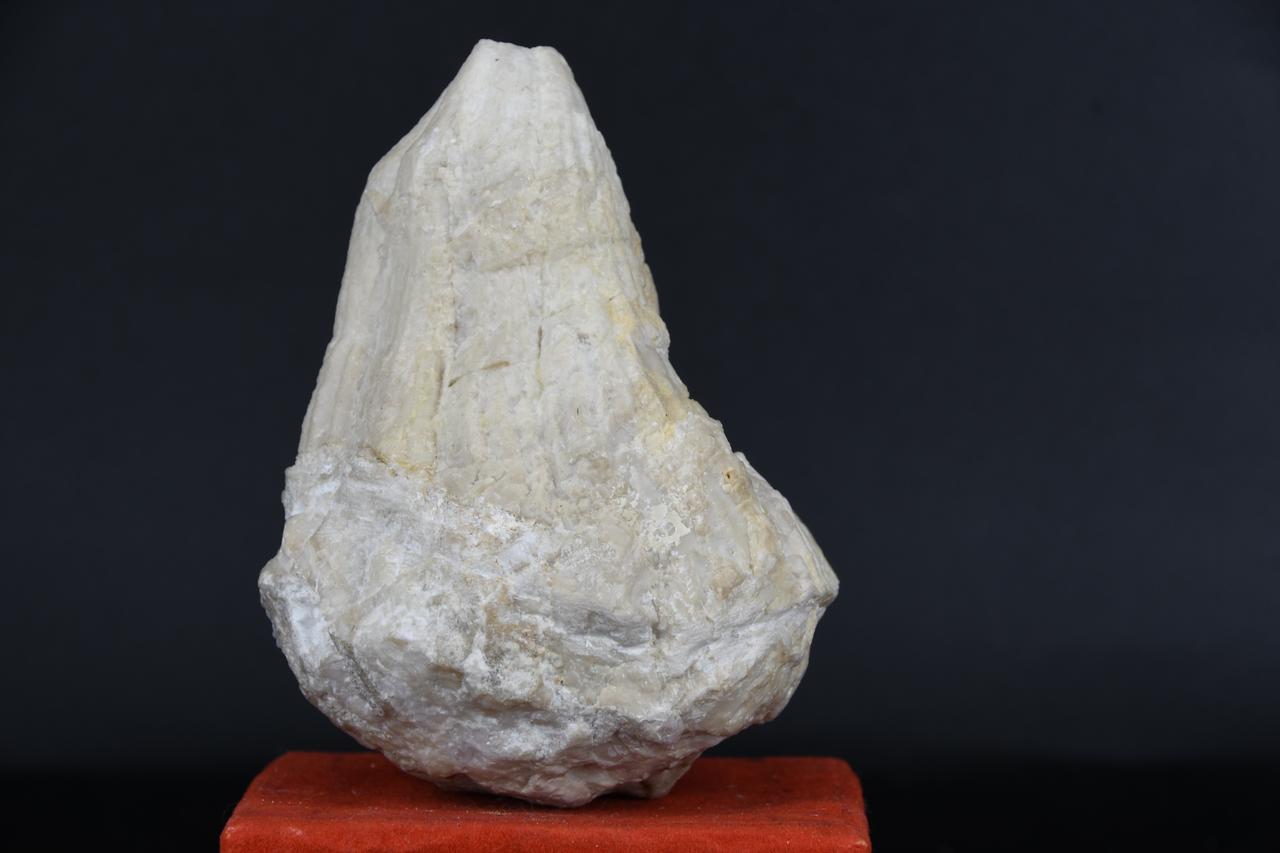 fossile (Hippurites cornuvaccinum, esemplare)