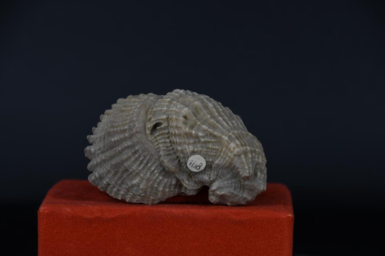 fossile (Exogira olisoponensis, esemplare)