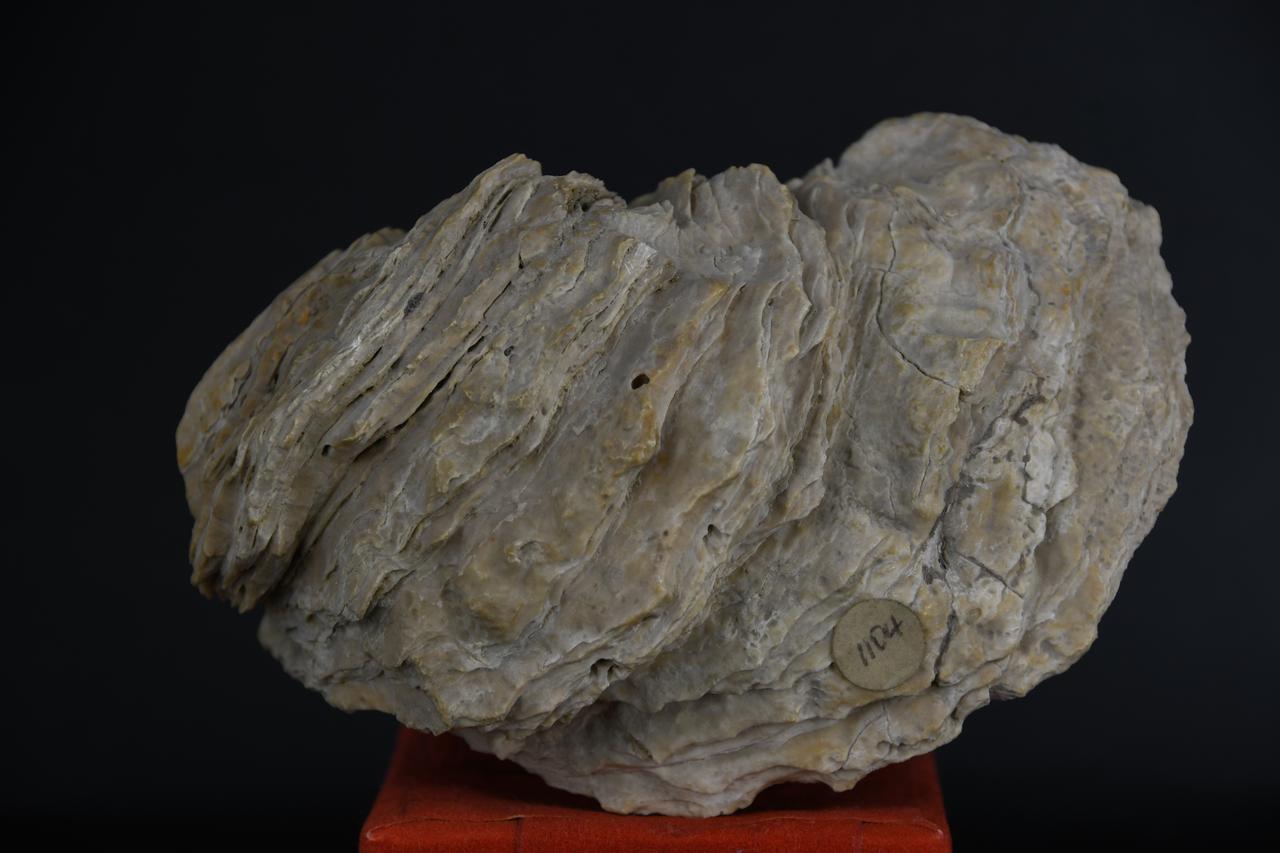 fossile (Ostrea crassissima, esemplare)