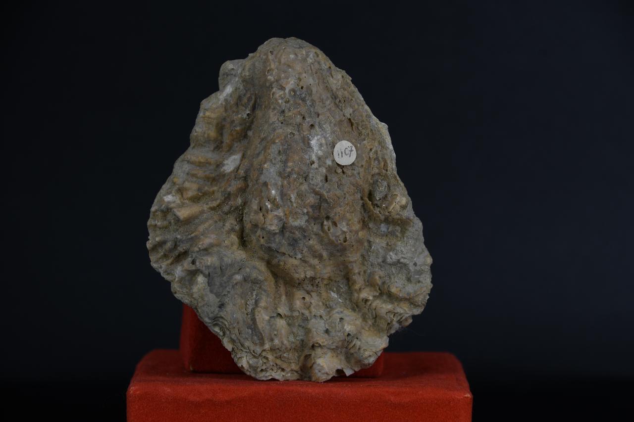 fossile (Ostrea martini, esemplare)