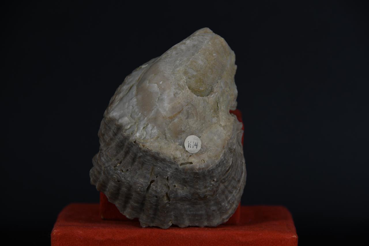 fossile (Ostrea cyathula, esemplare)