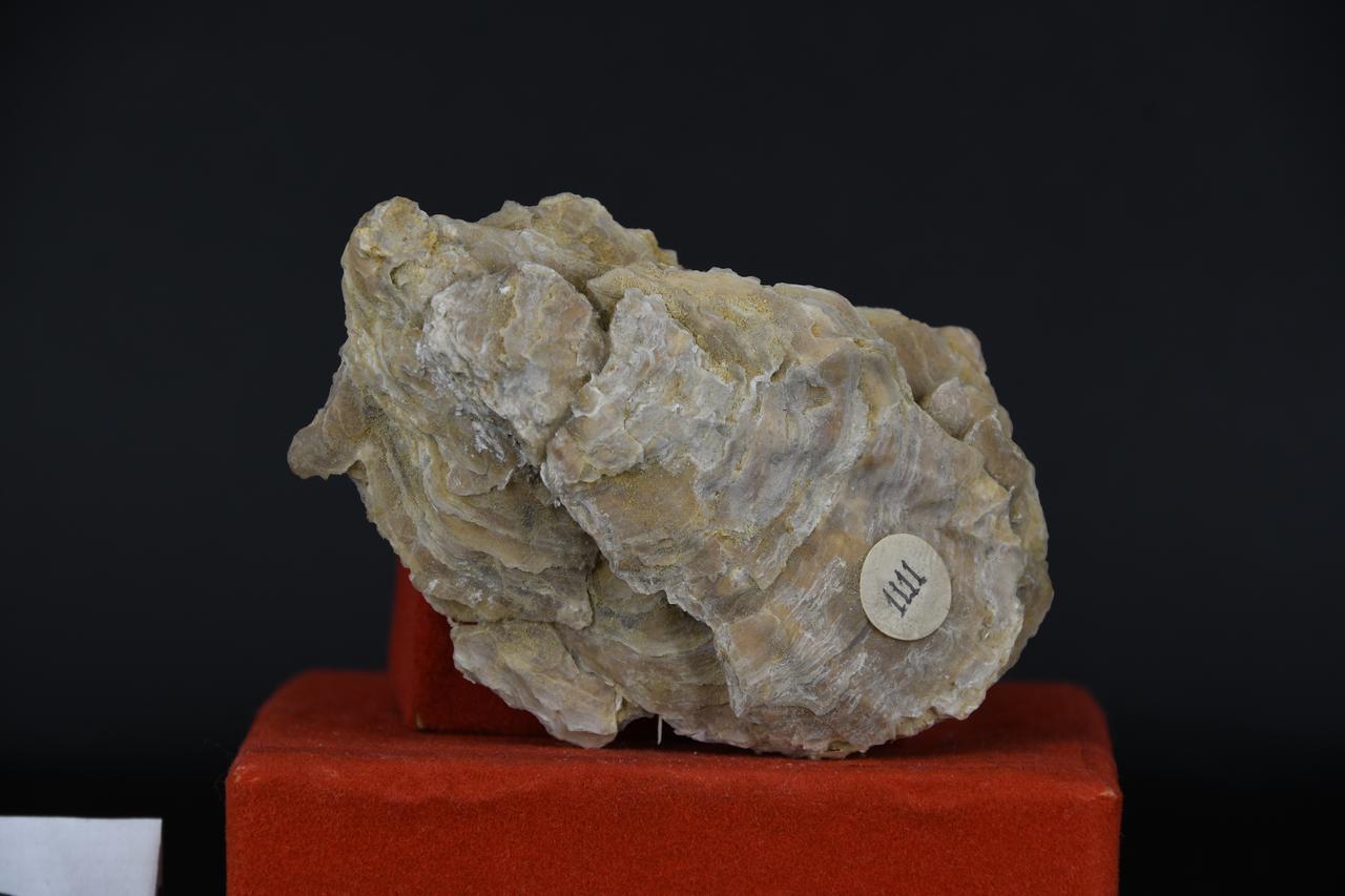 fossile (Ostrea, esemplare)