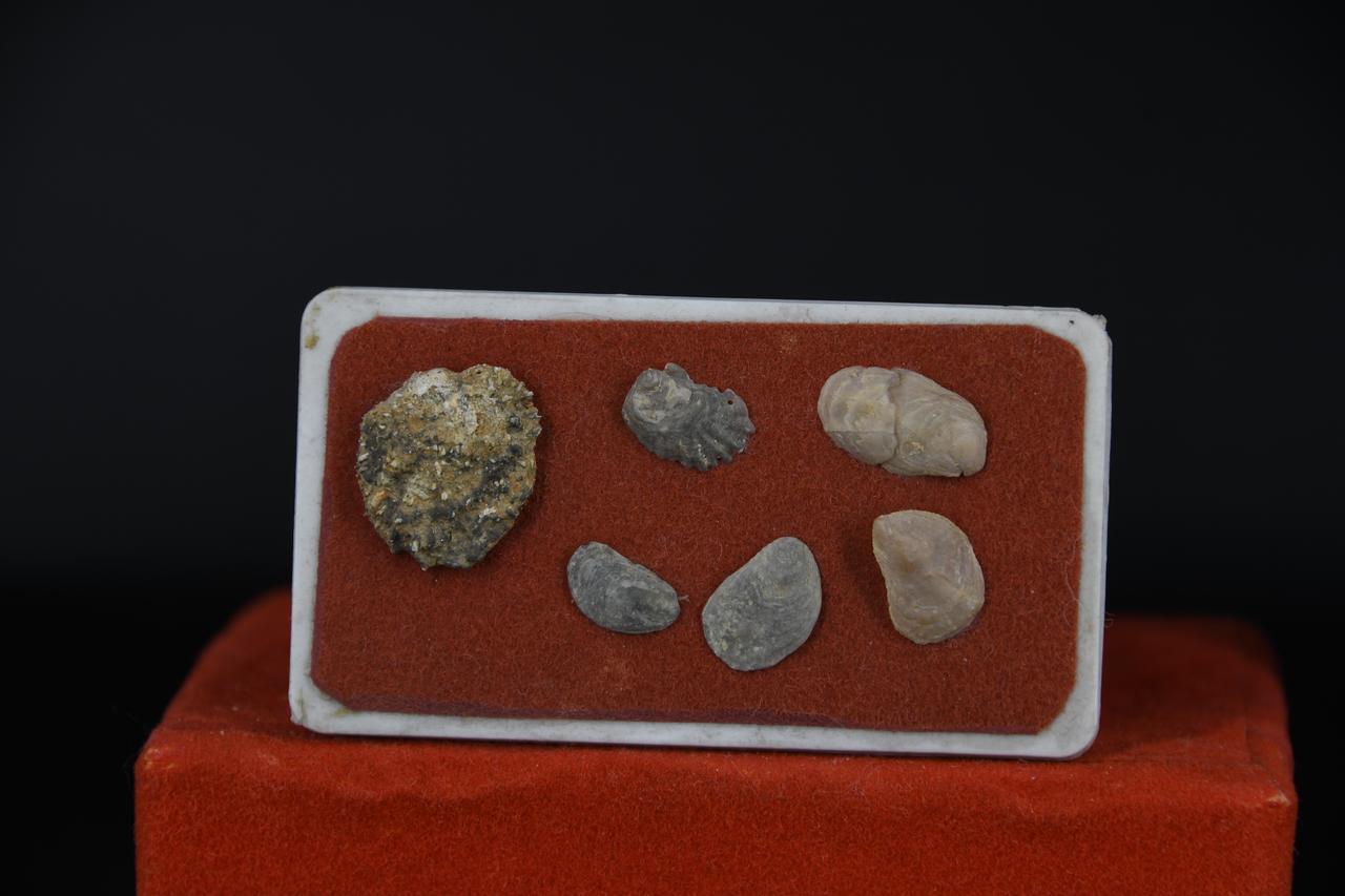 fossile (scatolina con valve indeterminate, insieme)