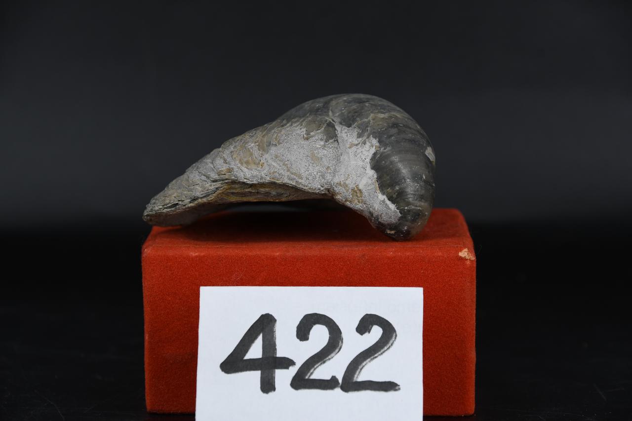 fossile (Grifea cymbium, esemplare)