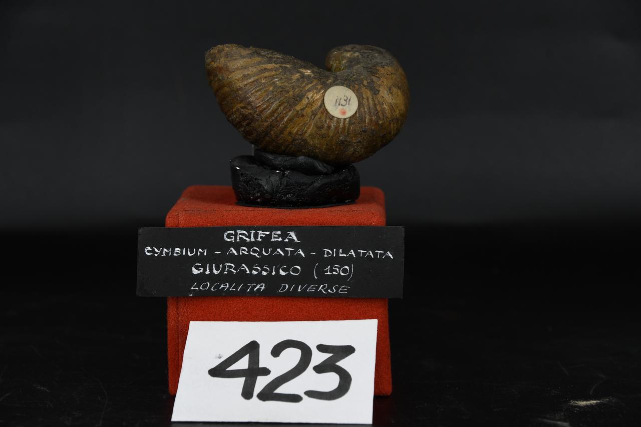 fossile (Grifea arquata, esemplare)