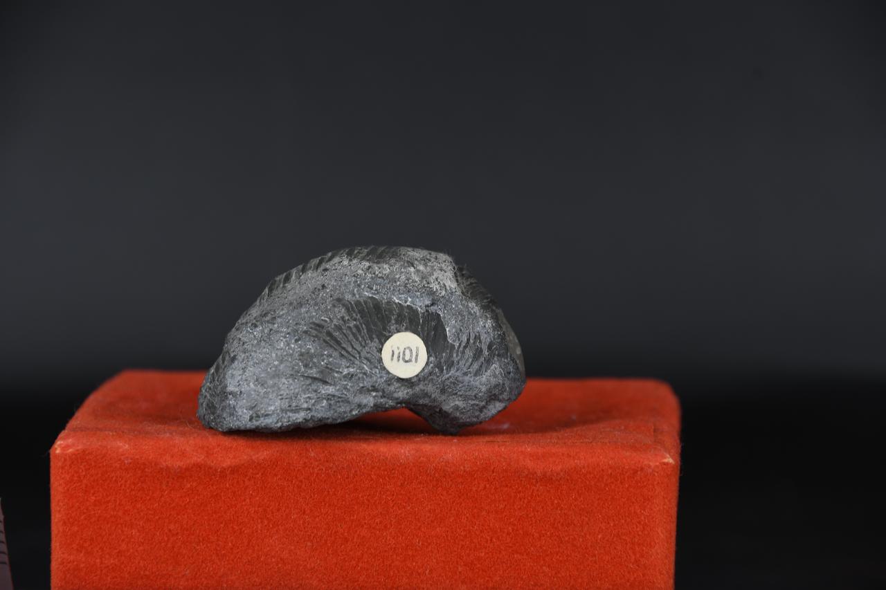 fossile (Grifea arcuata, esemplare)