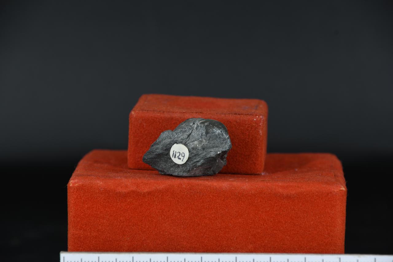 fossile (Grifea arcuata, esemplare)