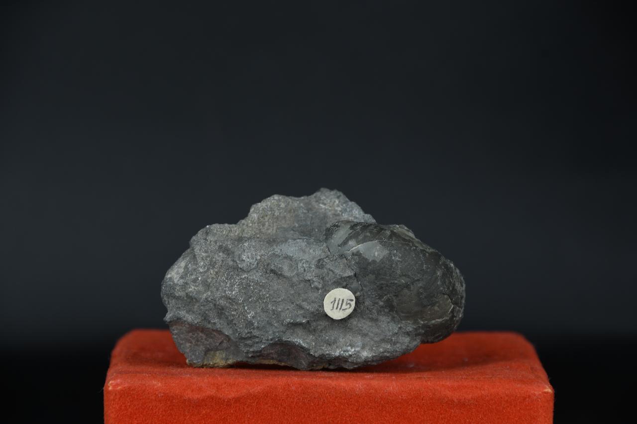 fossile (Grifea arcuata, esemplare)