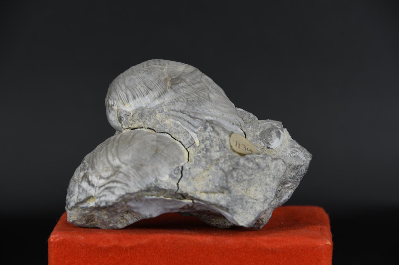 fossile (Grifea arcuata, esemplare)