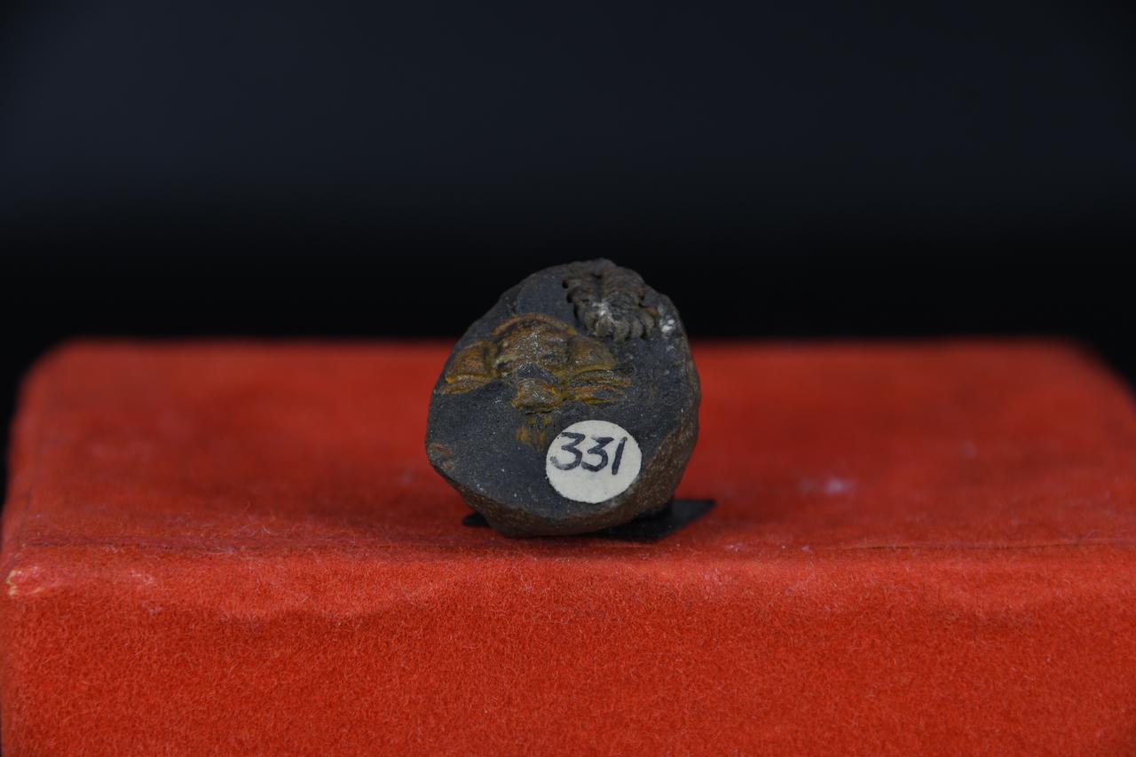 fossile (Placoparia zippei, esemplare)