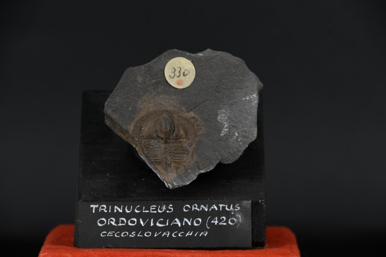 fossile (Trinucleus ornatus, esemplare)