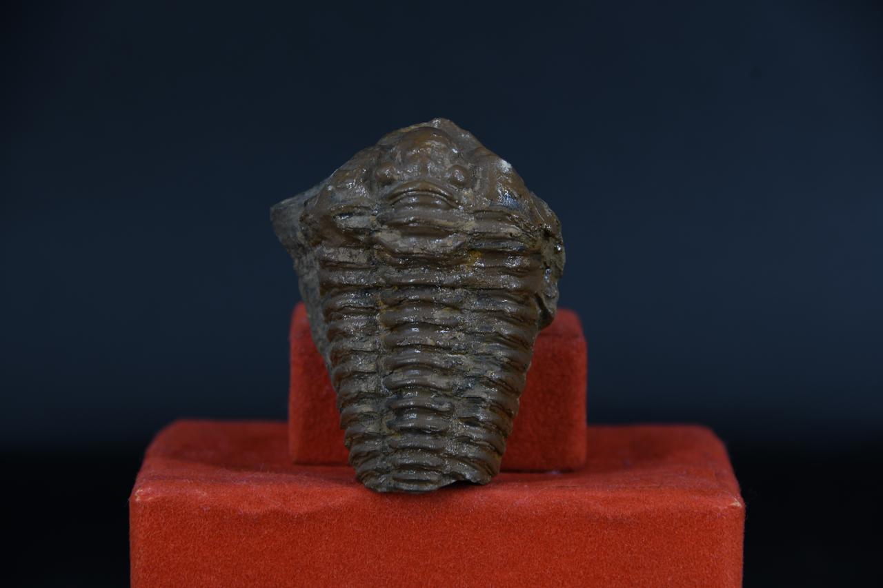 fossile (Diacalimene diademata, esemplare)