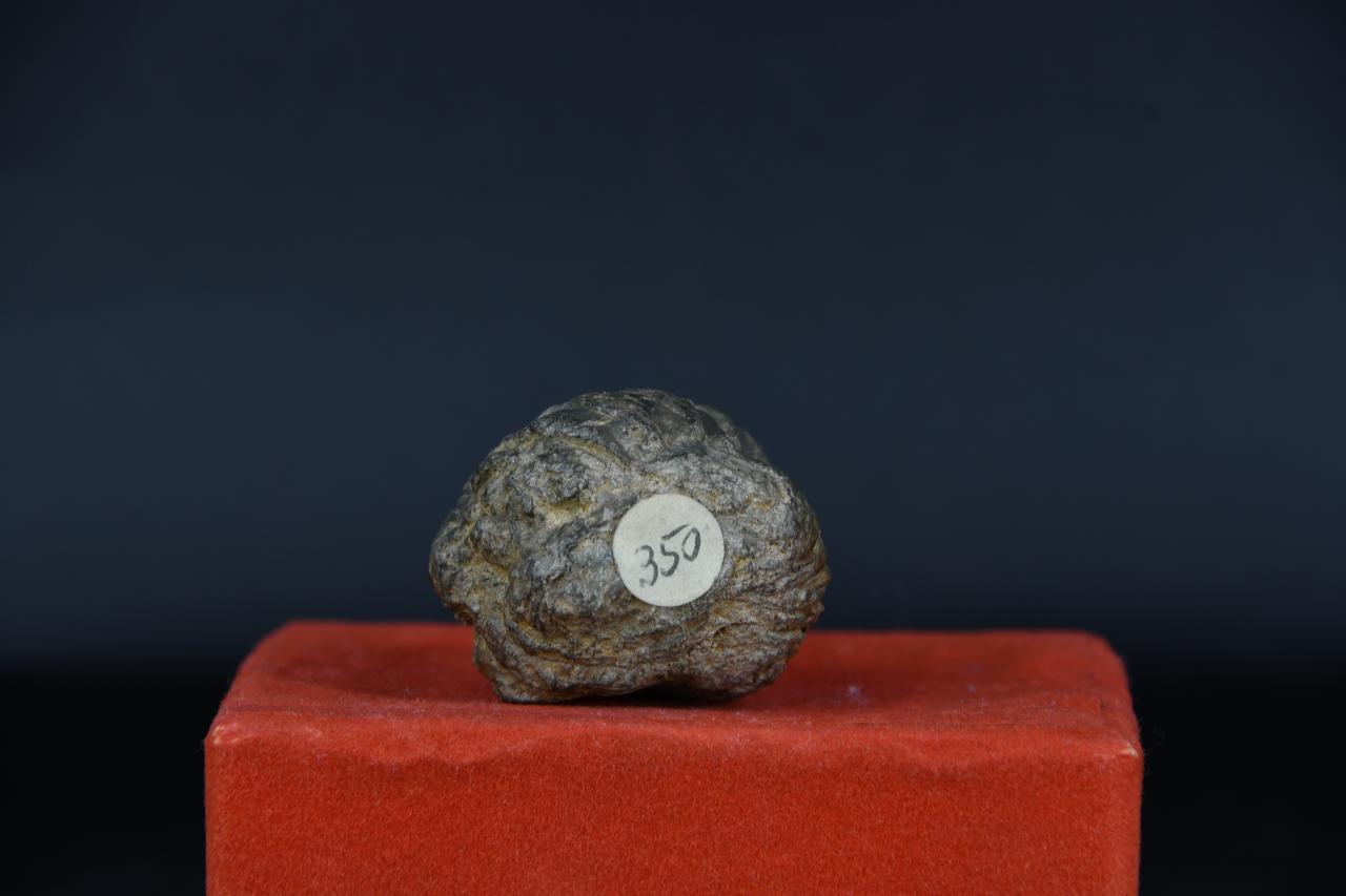 fossile (Fossile indeterminato, esemplare)