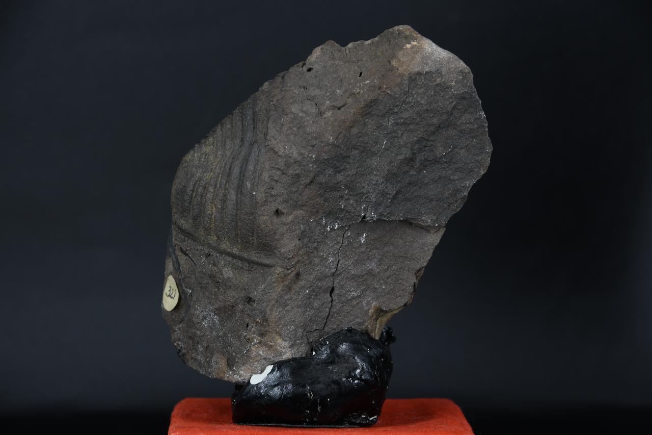 fossile (Fossile indeterminato, esemplare)