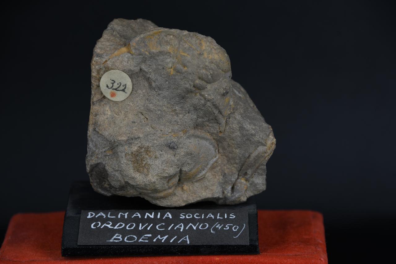 fossile (Dalmania socialis, esemplare)