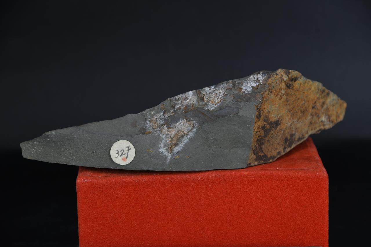 fossile (Dalmanitina socialis, esemplare)