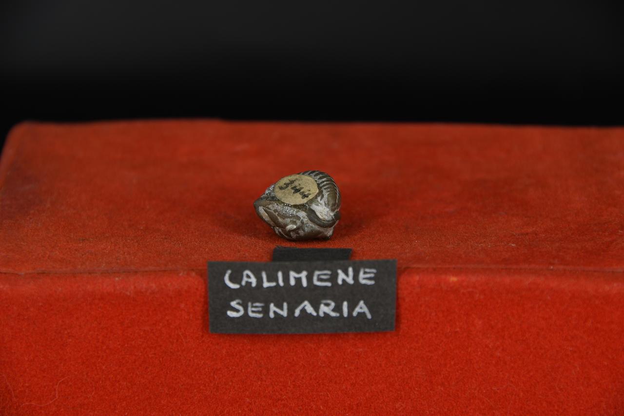 fossile (Calimene senaria, esemplare)