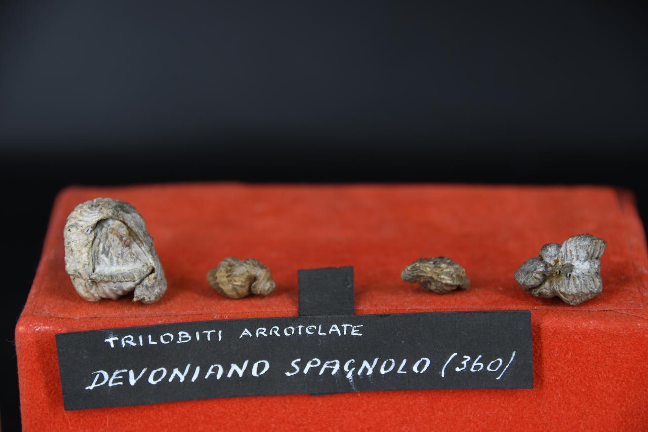 fossile (Trilobiti, insieme)