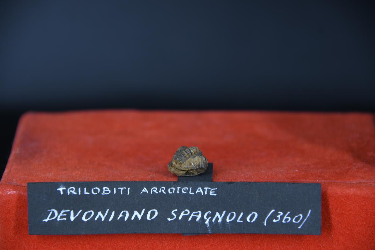 fossile (Trilobite indeterminata, esemplare)