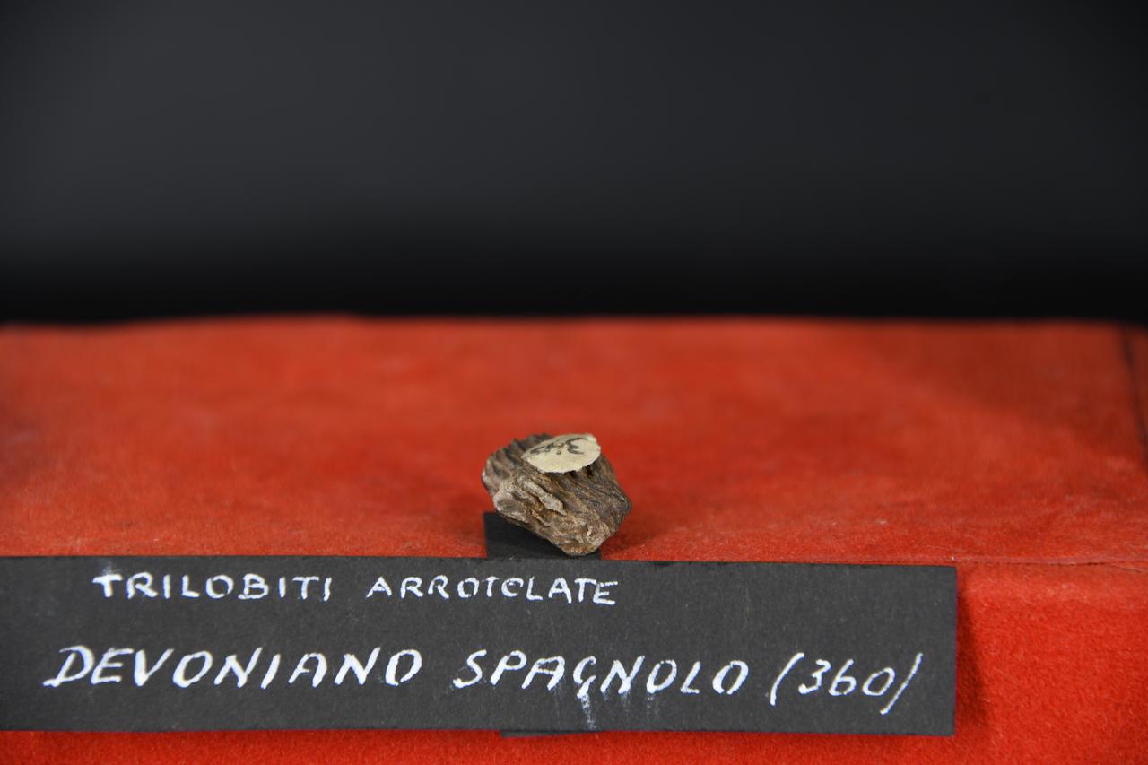 fossile (Trilobite indeterminata, esemplare)
