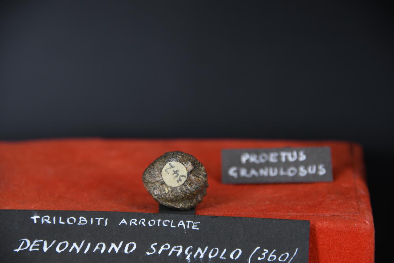 fossile (Proetus granulosus, esemplare)