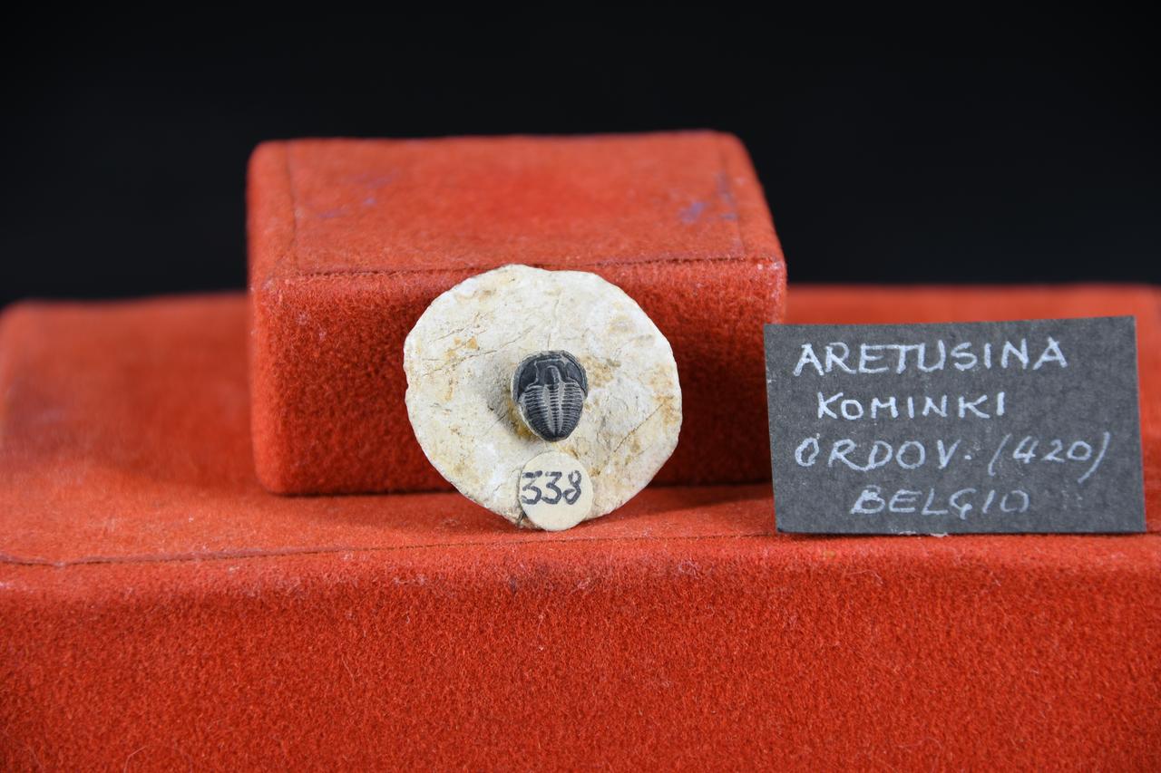 fossile (Aretusina kominki, esemplare)