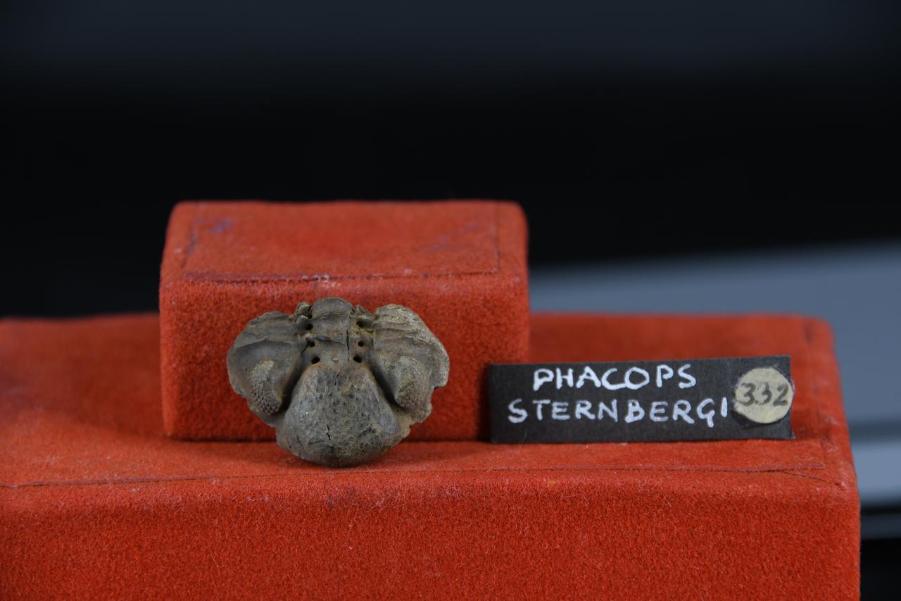 fossile (Phacops sternbergi, esemplare)