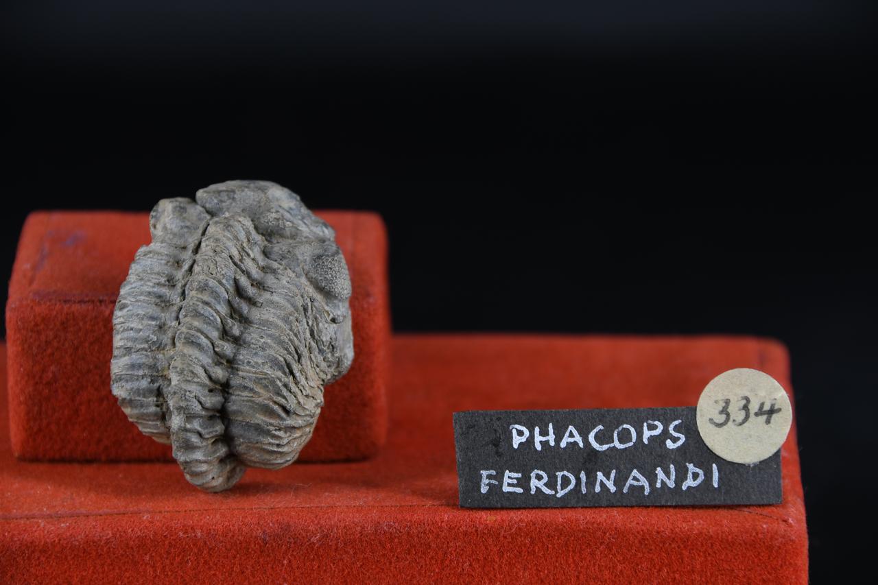 fossile (Phacops ferdinandi, esemplare)