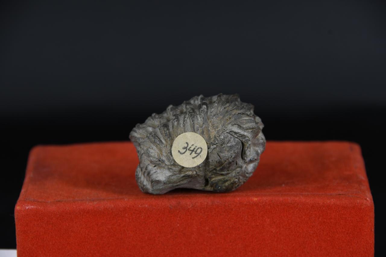 fossile (Trilobite indeterminata, esemplare)