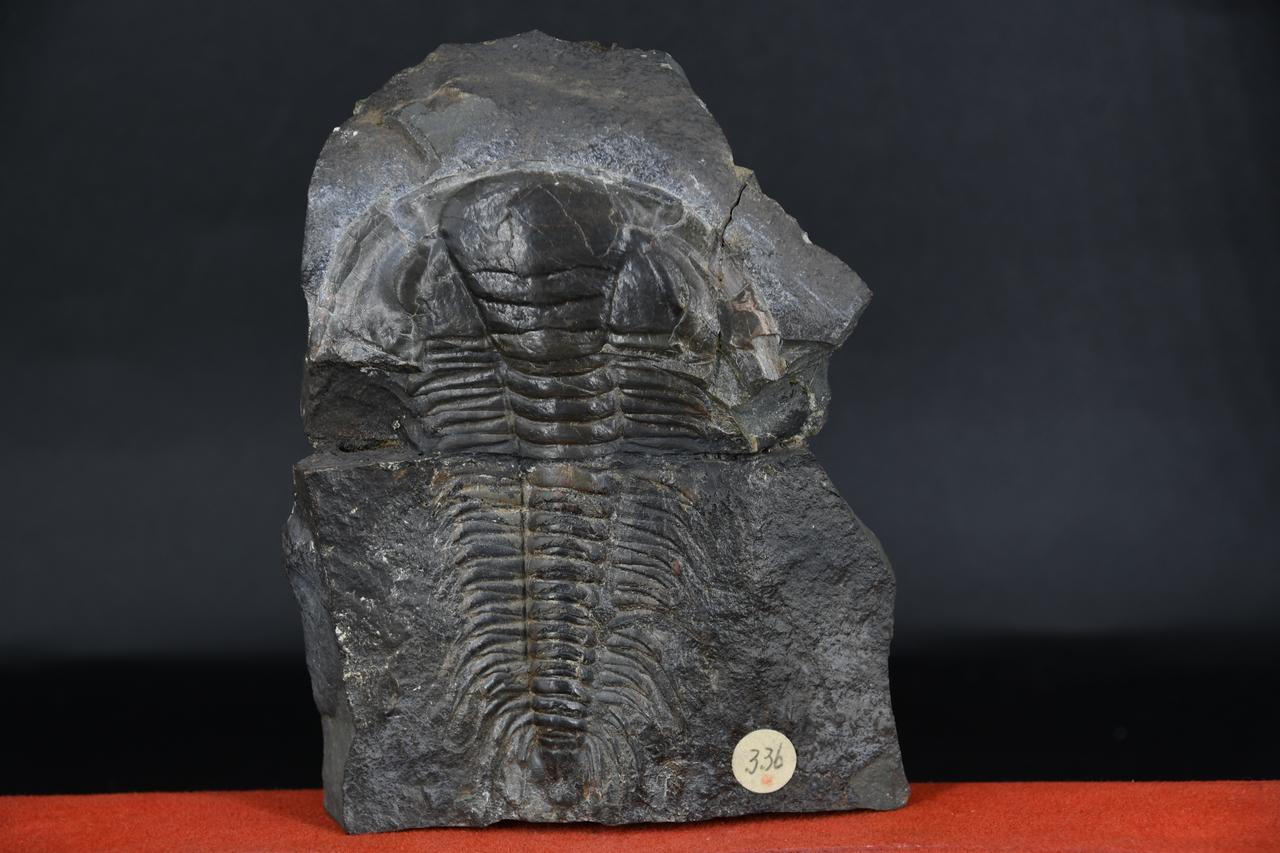 fossile (Proetus bohemicus, esemplare)