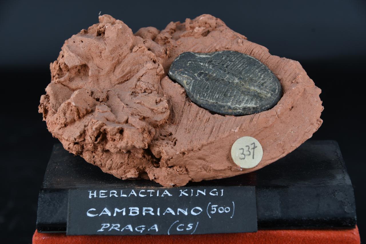 fossile (Herlactia kingi, esemplare)