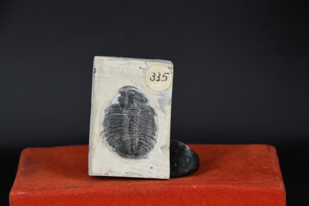 fossile (Trilobite indeterminata, esemplare)